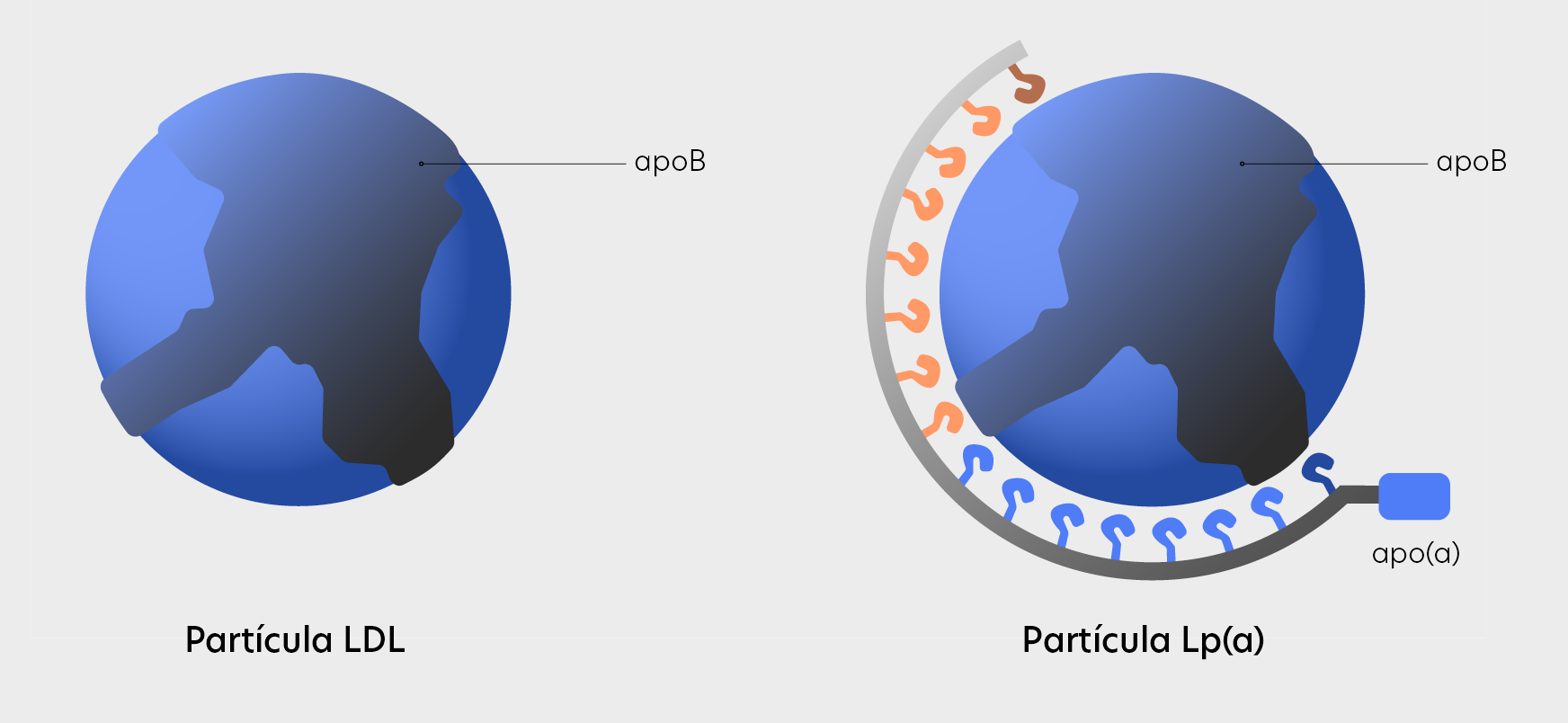 LDL particle vs. Lp(a) particle