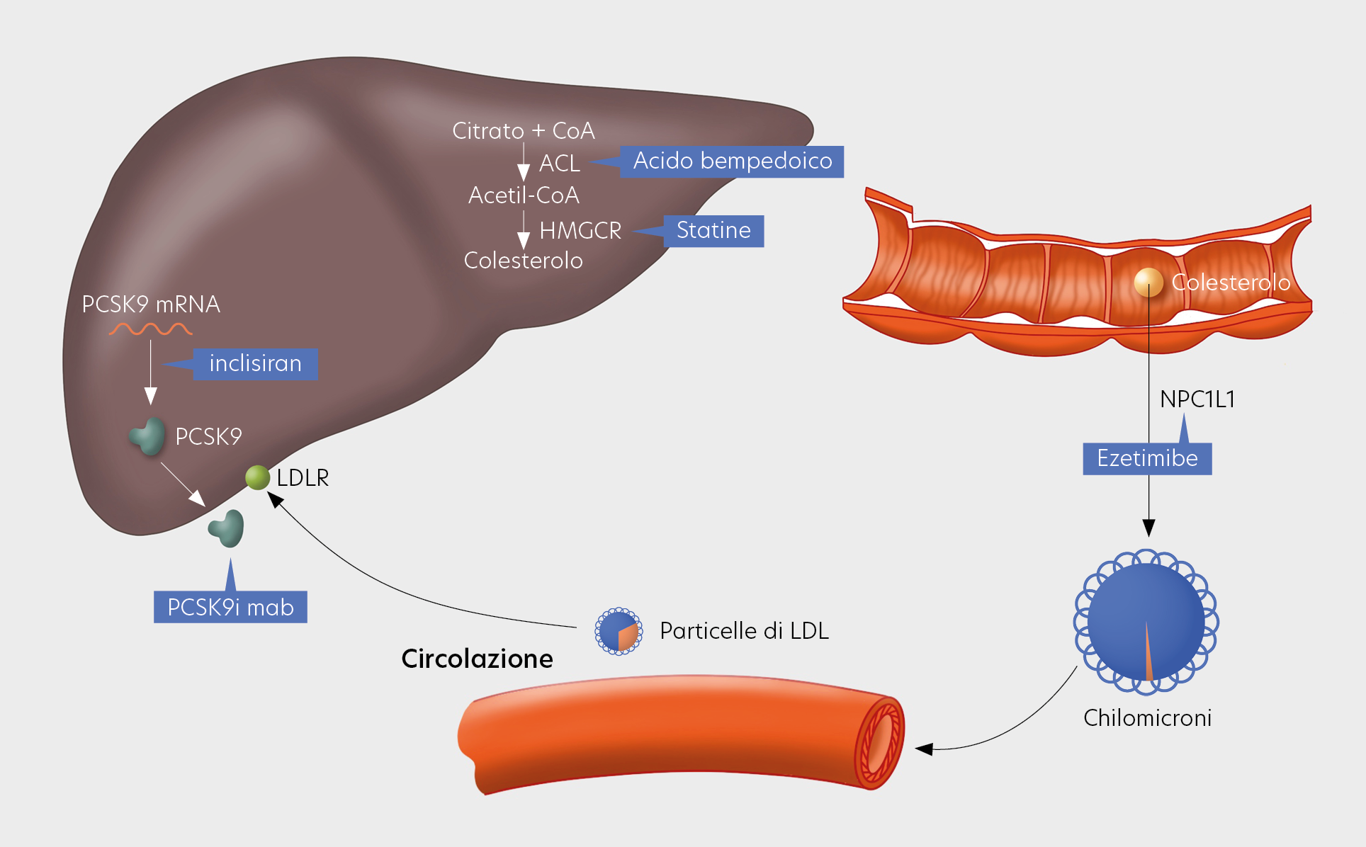 Mechanisms of action of lipid lowering therapies