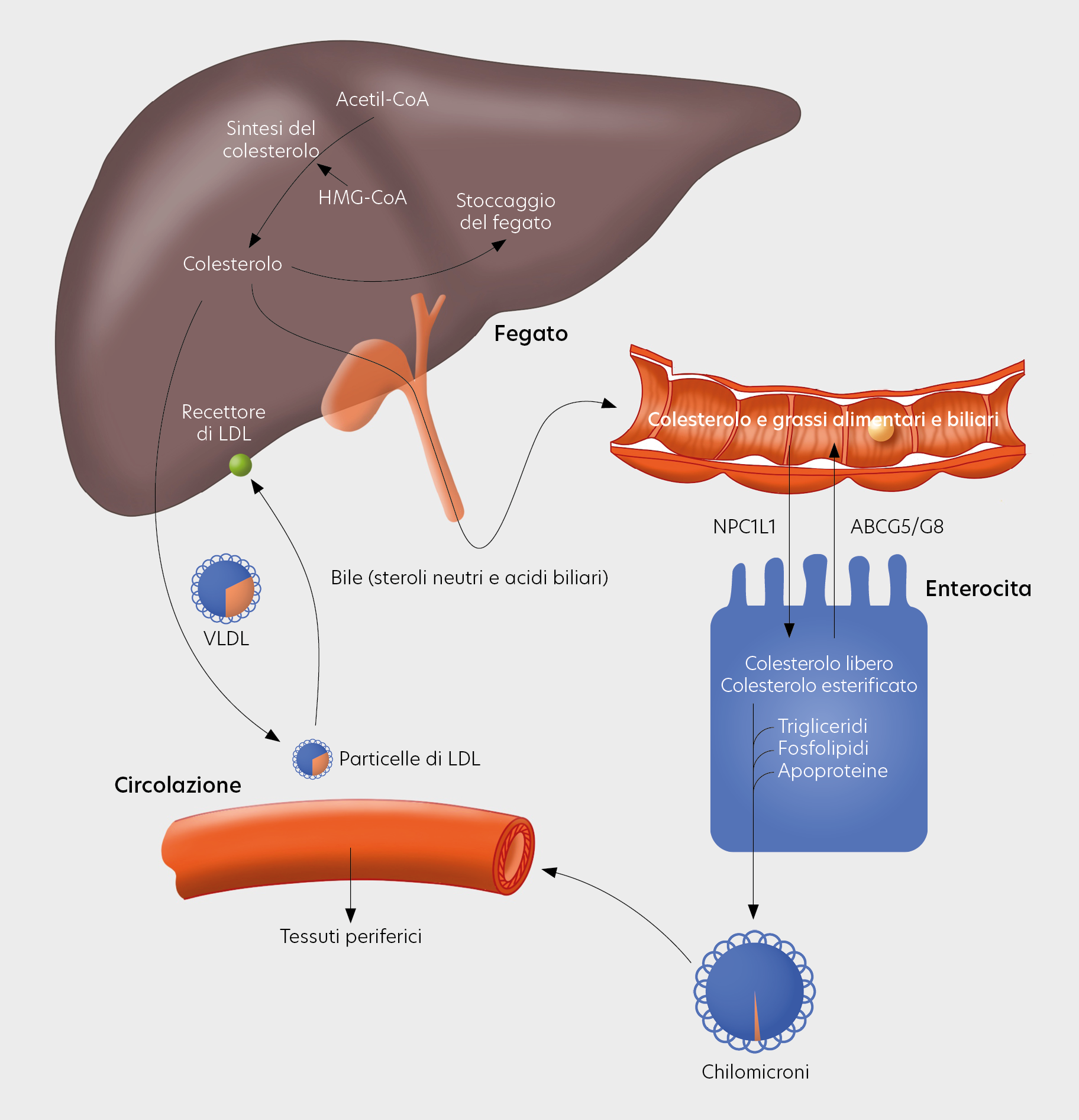 Lipid and cholesterol metabolism