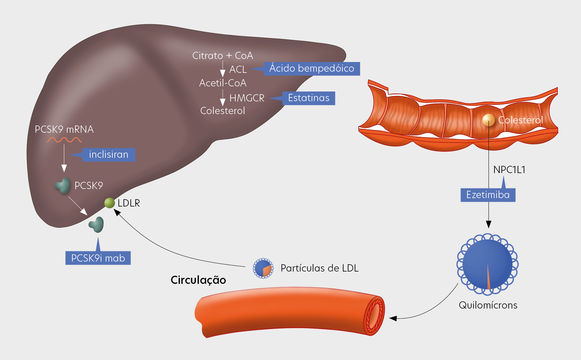 Mechanisms of action of lipid lowering therapies
