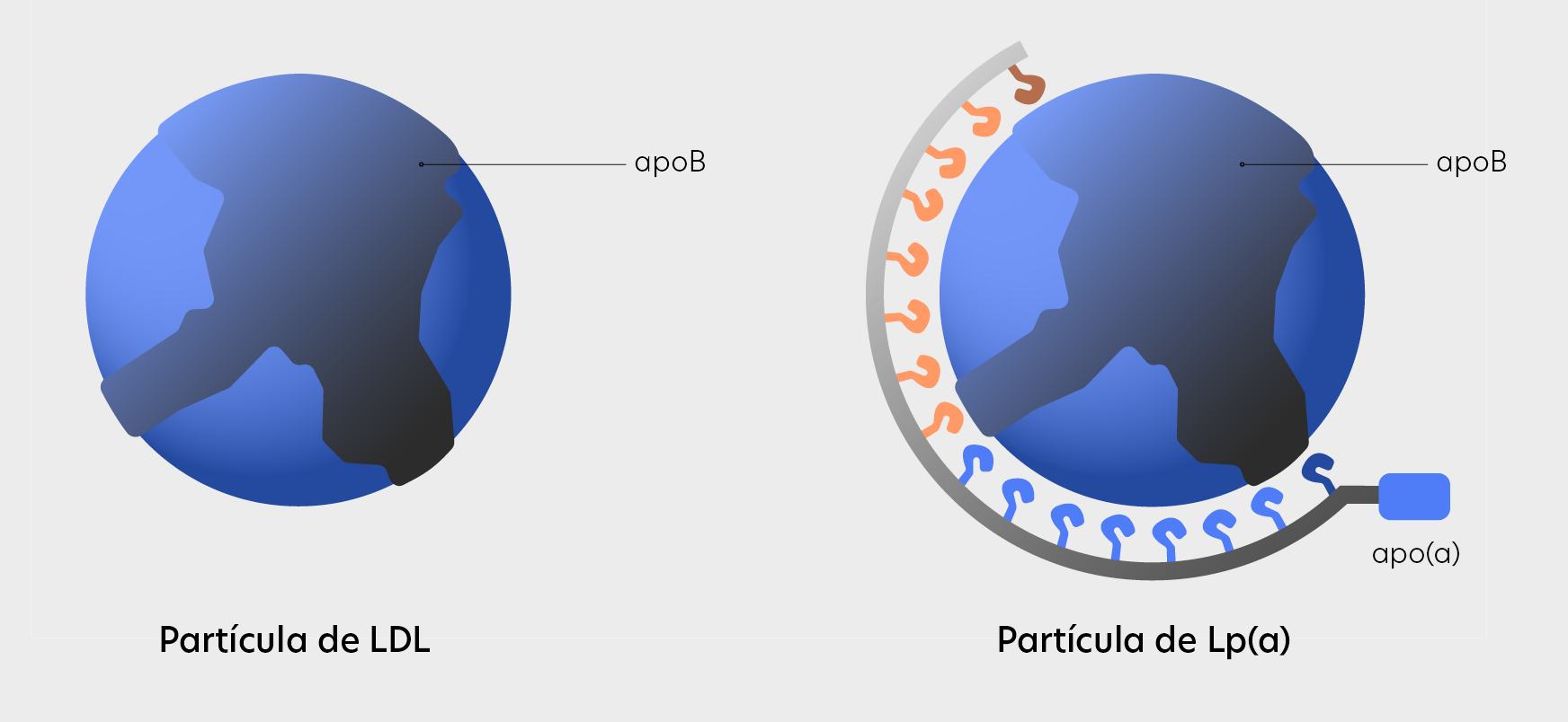 LDL particle vs. Lp(a) particle